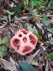 Clathrus ruber