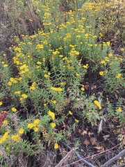 Heterotheca camporum