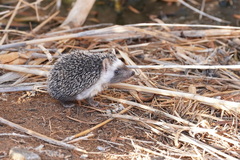 Atelerix algirus