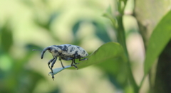 Ileomus distinguendus