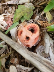 Clathrus ruber