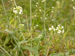 Capsella grandiflora