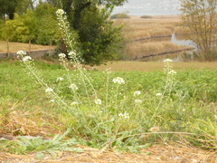 Capsella grandiflora