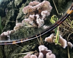 Chondrostereum purpureum