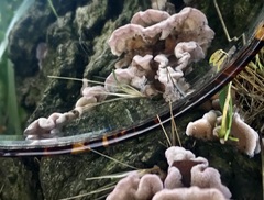 Chondrostereum purpureum