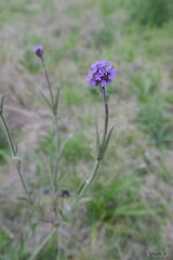 Verbena bonariensis