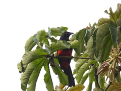 Hypopyrrhus pyrohypogaster