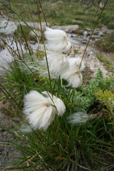 Eriophorum scheuchzeri
