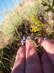 Ipomopsis multiflora