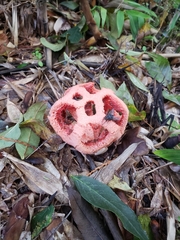 Clathrus ruber