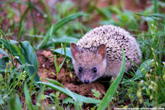 Hemiechinus auritus