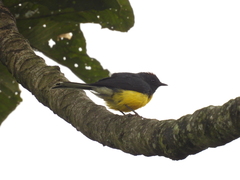 Myioborus miniatus