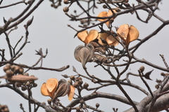 Aspidosperma