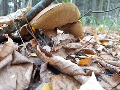 Leccinum