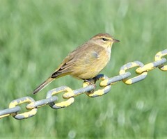Setophaga palmarum hypochrysea