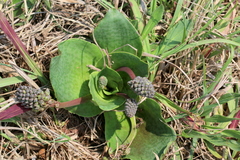 Ledebouria ovatifolia ovatifolia
