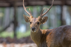 Axis porcinus