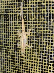 Ancylodactylus africanus