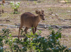 Axis porcinus