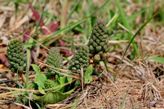 Ledebouria ovatifolia ovatifolia