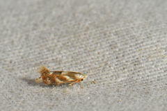 Bucculatrix canadensisella