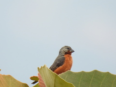 Sporophila minuta