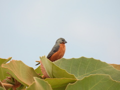 Sporophila minuta