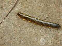 Anadenobolus monilicornis