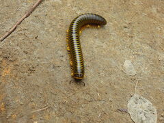 Anadenobolus monilicornis