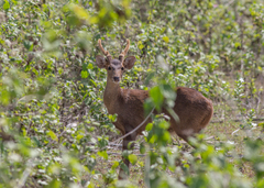 Axis porcinus
