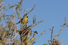Cyanistes teneriffae degener