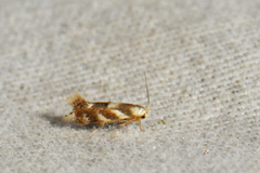 Bucculatrix canadensisella