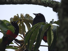 Hypopyrrhus pyrohypogaster