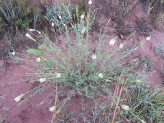 Dalea candida oligophylla