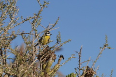 Cyanistes teneriffae degener