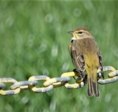Setophaga palmarum hypochrysea