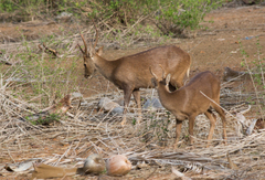 Axis porcinus