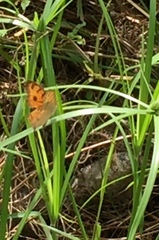 Junonia almana javana