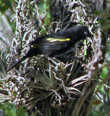 Cacicus chrysopterus