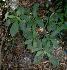 Alstonia muelleriana