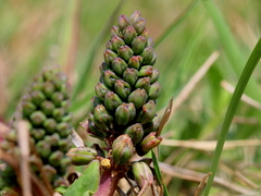 Ledebouria ovatifolia ovatifolia