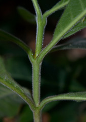 Alstonia muelleriana