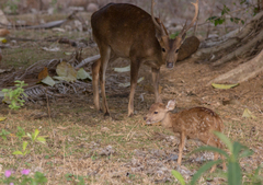Axis porcinus