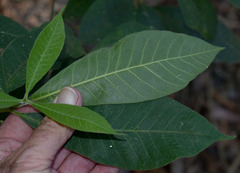 Alstonia muelleriana
