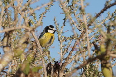 Cyanistes teneriffae degener