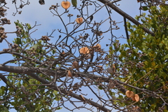 Aspidosperma