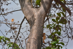 Aspidosperma