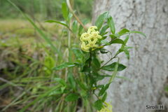 Cestrum euanthes