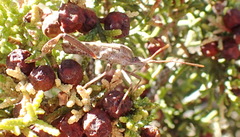 Leptoglossus clypealis