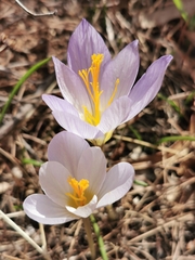 Crocus cancellatus